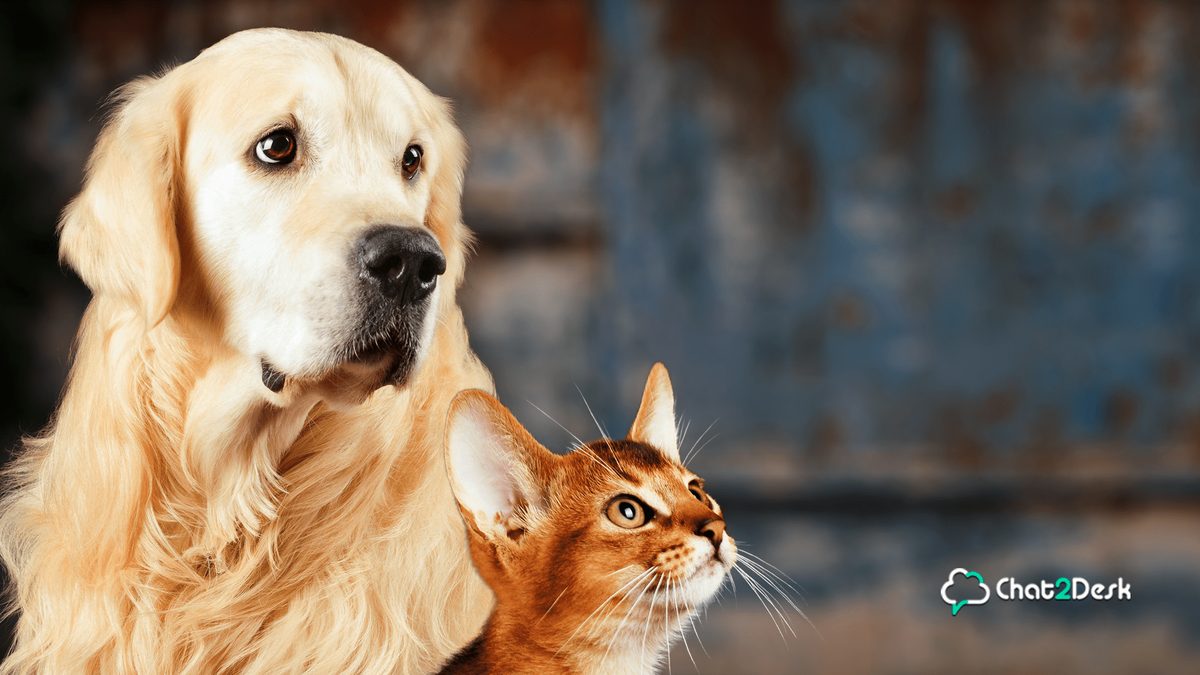 CRM para petshop: Aposte na ferramenta para obter sucesso em seu empreendimento.